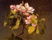 Martin Johnson Heade Apple Blossoms Germany oil painting reproduction